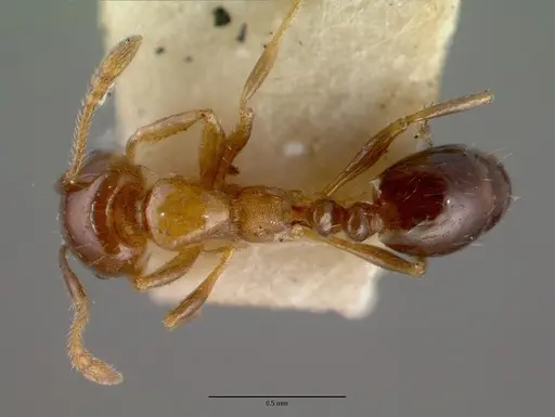 Monomorium sordidum specimen