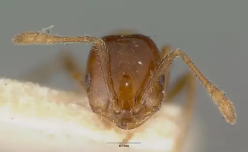 Monomorium sordidum specimen