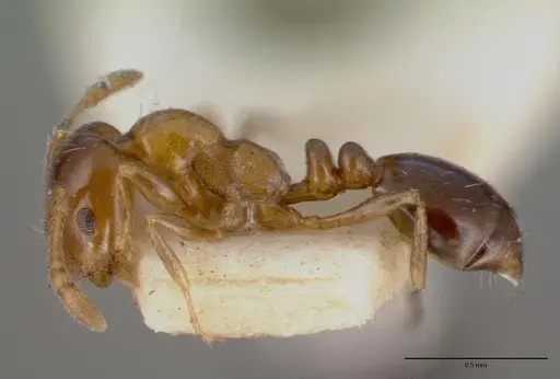 Monomorium sordidum specimen