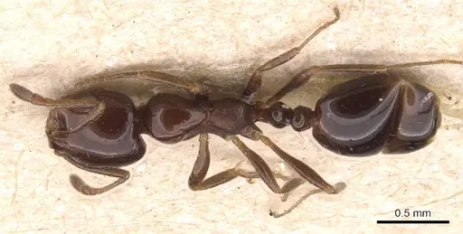 Monomorium sordidum - CASENT0905835