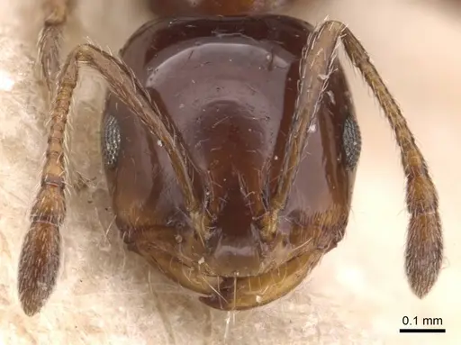 Monomorium sordidum - CASENT0905835