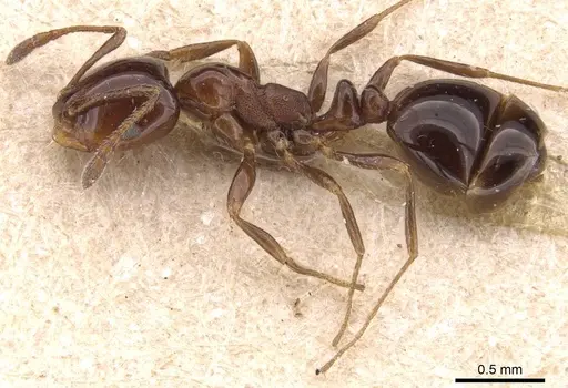 Monomorium sordidum - CASENT0905835