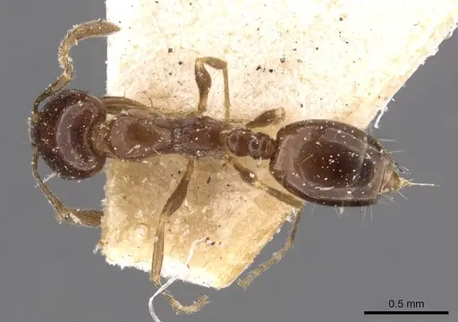 Monomorium sordidum - CASENT0908685