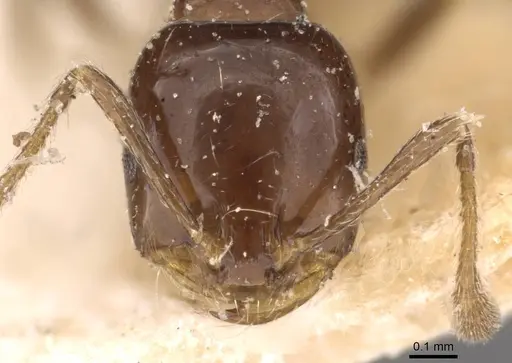 Monomorium sordidum - CASENT0908685