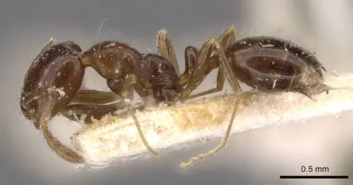 Monomorium sordidum - CASENT0908685