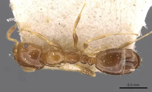 Monomorium sordidum - CASENT0908686