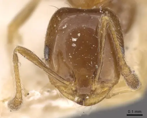 Monomorium sordidum - CASENT0908686