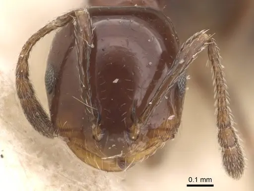 Monomorium sordidum - CASENT0908758