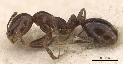 Monomorium sordidum - CASENT0908758