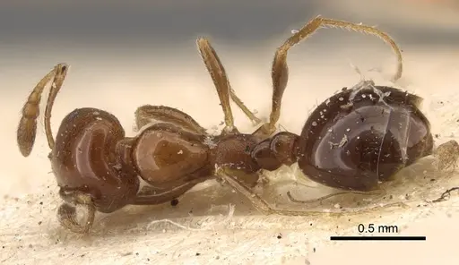 Monomorium sordidum - CASENT0916997