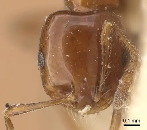 Monomorium sordidum - CASENT0916997