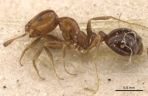 Monomorium sordidum - CASENT0916997