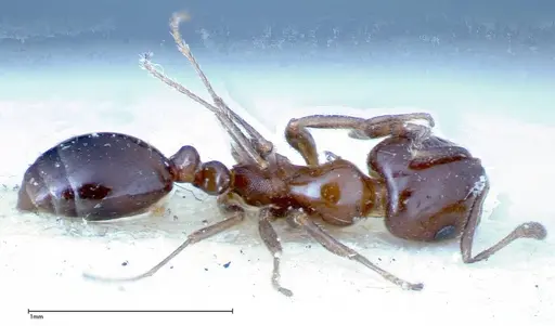 Monomorium sordidum - FOCOL0302
