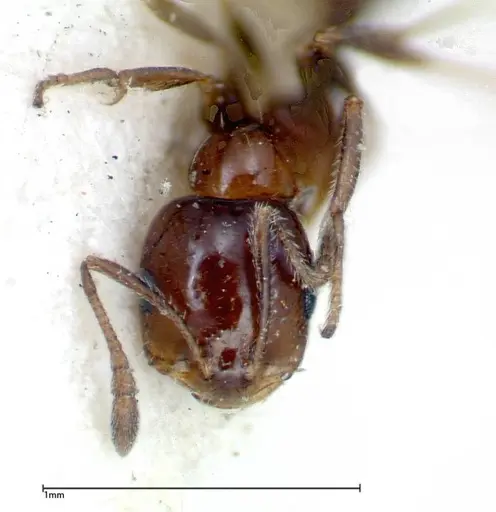 Monomorium sordidum - FOCOL0302