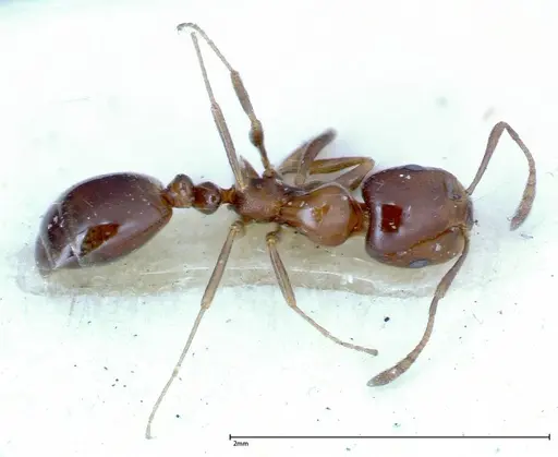 Monomorium sordidum - FOCOL0303