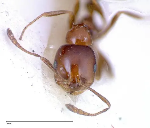 Monomorium sordidum - FOCOL0303