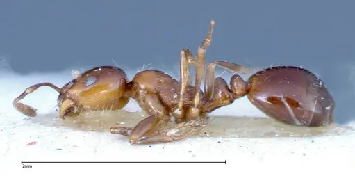 Monomorium sordidum - FOCOL0303