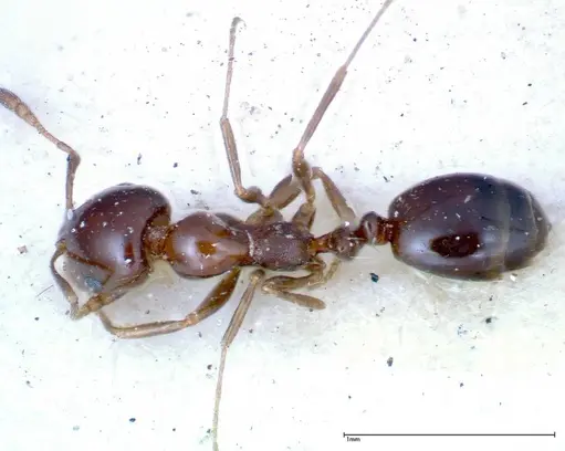 Monomorium sordidum - FOCOL0304