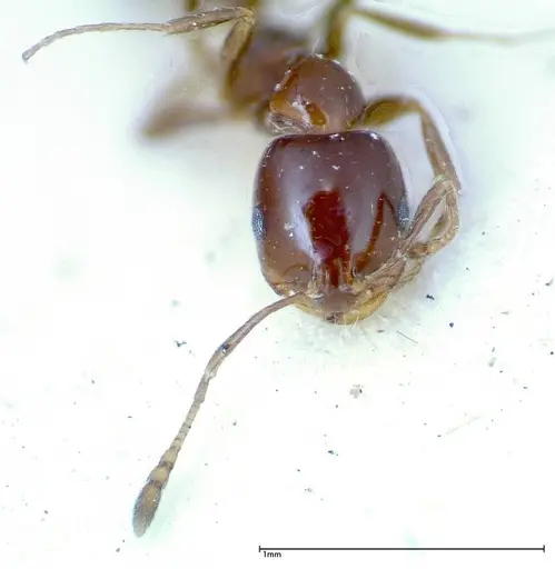 Monomorium sordidum - FOCOL0304