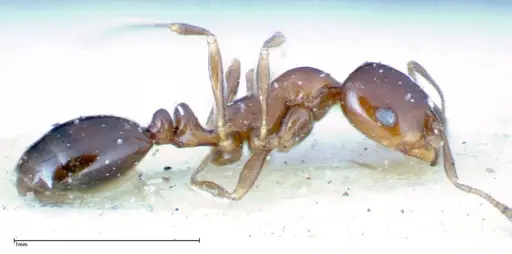 Monomorium sordidum - FOCOL0304