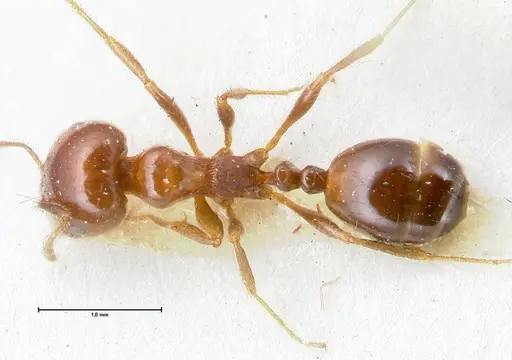 Monomorium sordidum - FOCOL1702