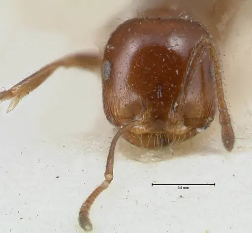 Monomorium sordidum - FOCOL1702