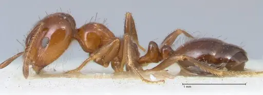 Monomorium sordidum - FOCOL1702