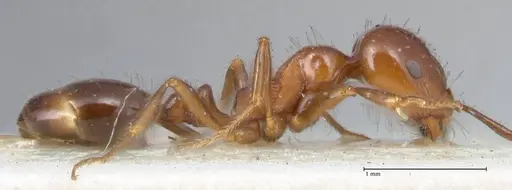 Monomorium sordidum - FOCOL1702