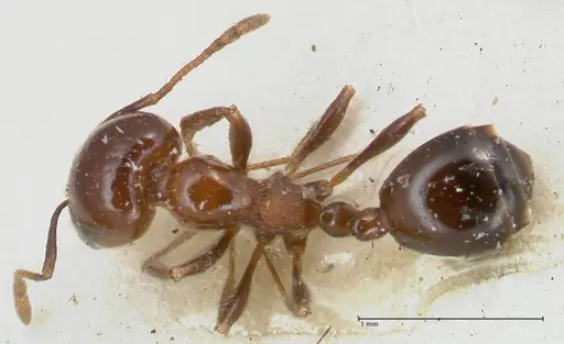 Monomorium sordidum - FOCOL1703