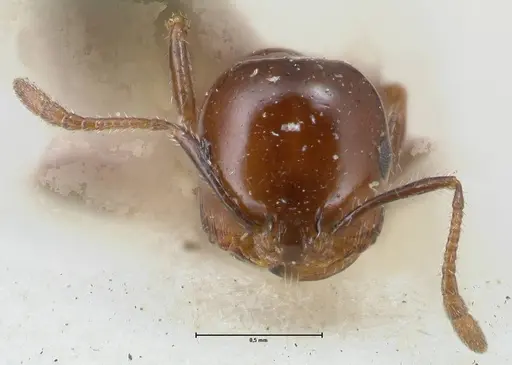 Monomorium sordidum - FOCOL1703