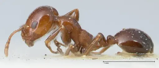 Monomorium sordidum - FOCOL1703