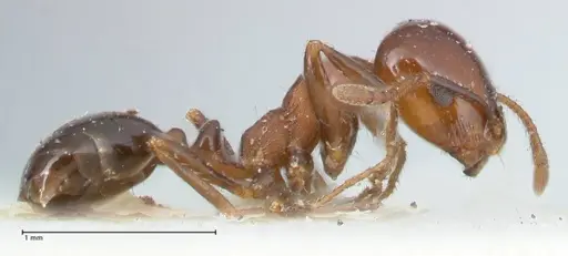Monomorium sordidum - FOCOL1703