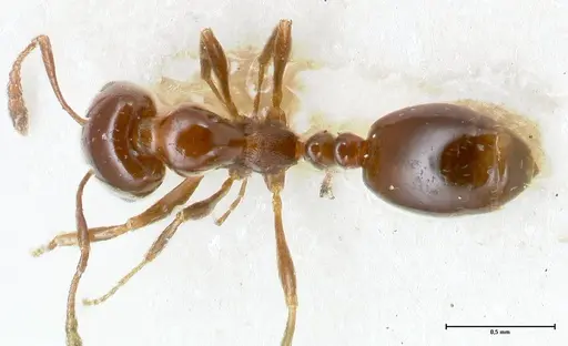 Monomorium sordidum - FOCOL1704