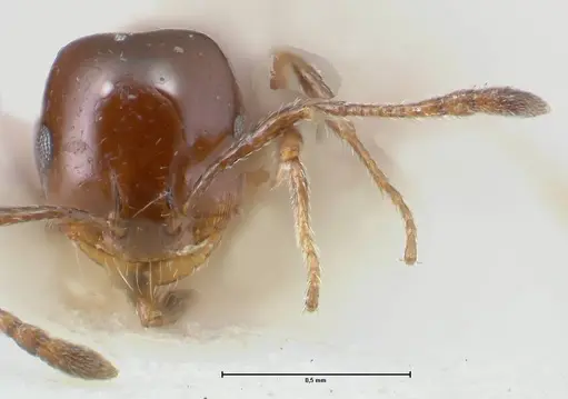Monomorium sordidum - FOCOL1704