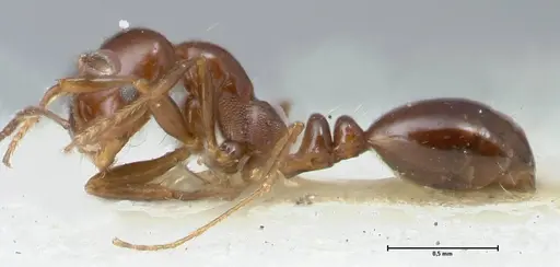 Monomorium sordidum - FOCOL1704