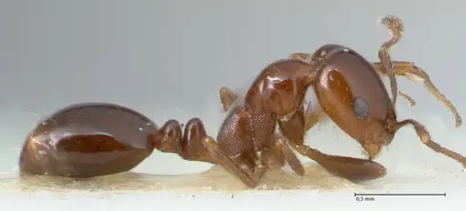 Monomorium sordidum - FOCOL1704