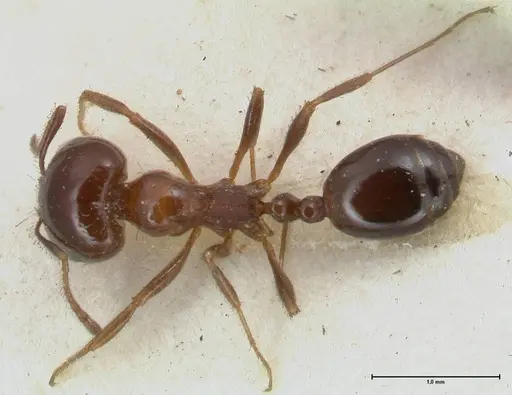 Monomorium sordidum - FOCOL1705
