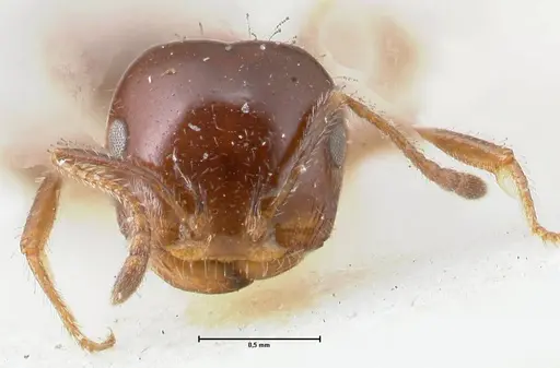 Monomorium sordidum - FOCOL1705