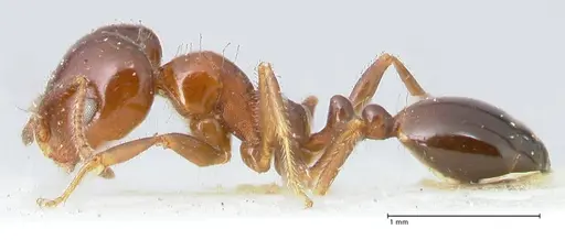 Monomorium sordidum - FOCOL1705