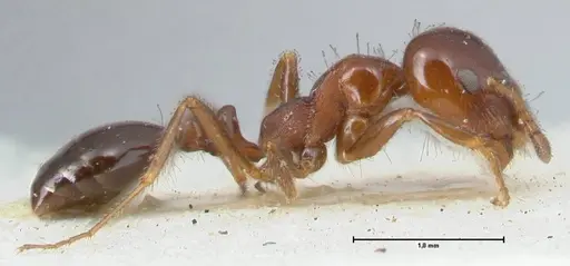 Monomorium sordidum - FOCOL1705