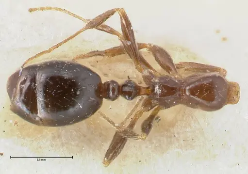 Monomorium sordidum - FOCOL1706