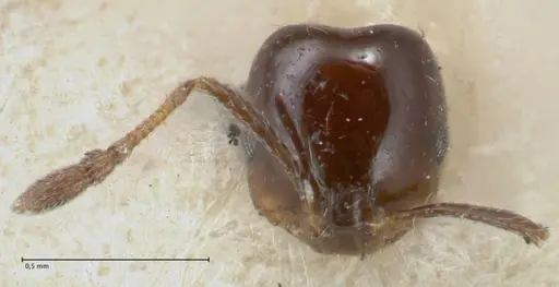 Monomorium sordidum - FOCOL1706