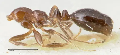 Monomorium sordidum - FOCOL1706