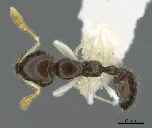 Monomorium spectrum specimen
