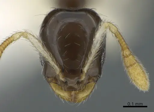 Monomorium spectrum specimen