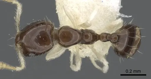 Monomorium spectrum - CASENT0902268