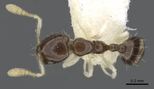 Monomorium spectrum - CASENT0902268