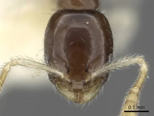Monomorium spectrum - CASENT0902268
