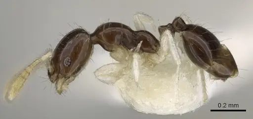 Monomorium spectrum - CASENT0902268