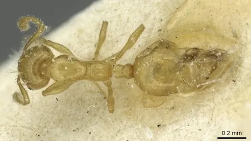Monomorium speluncarum specimen